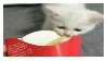 a stamp of a kitten eating a fry